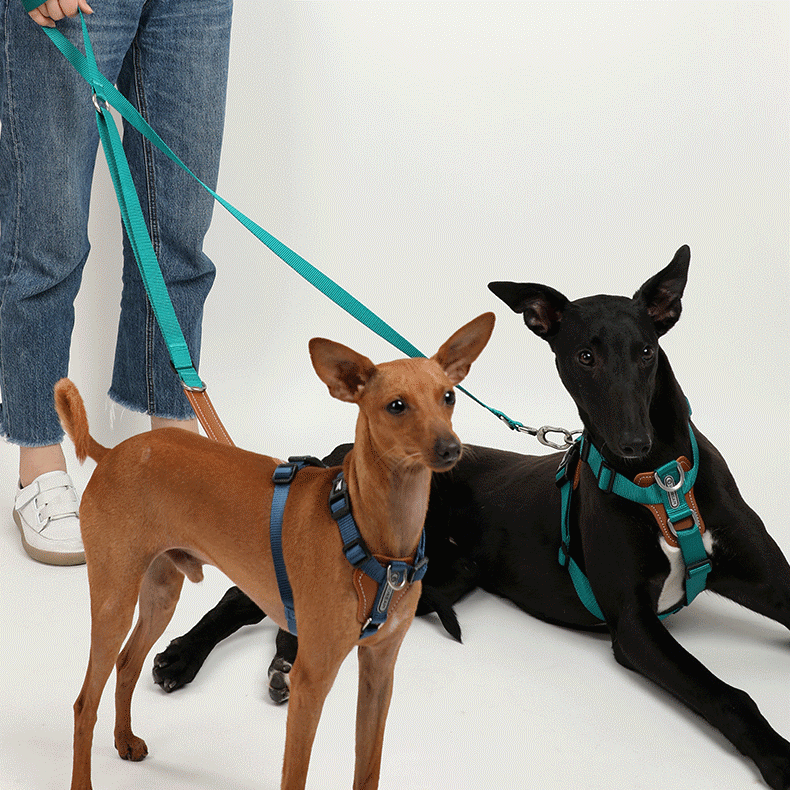 Adjustable Hands-Free Dog Leash