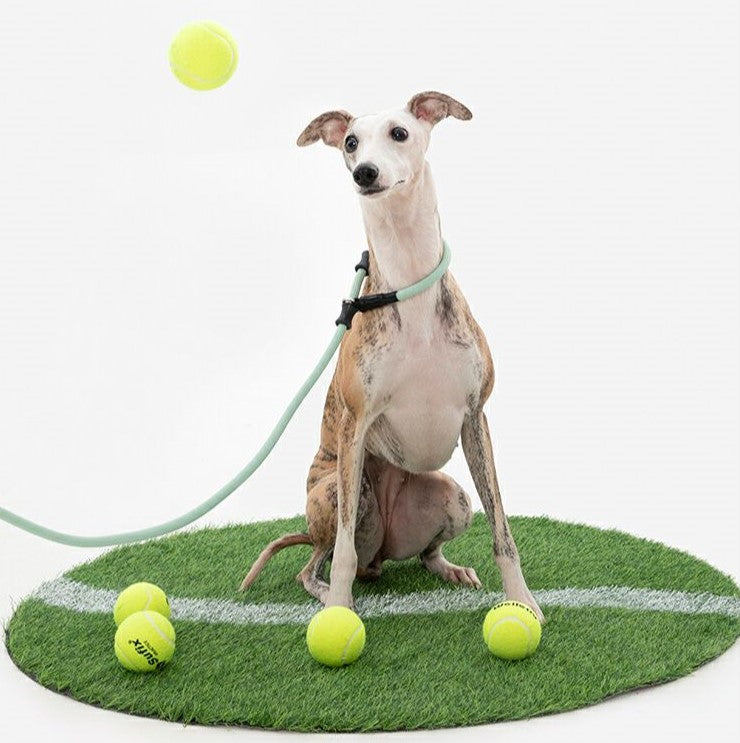 Dog Training Leash with Anti-Pull Design